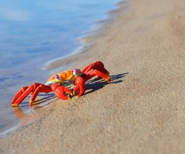 crab beach