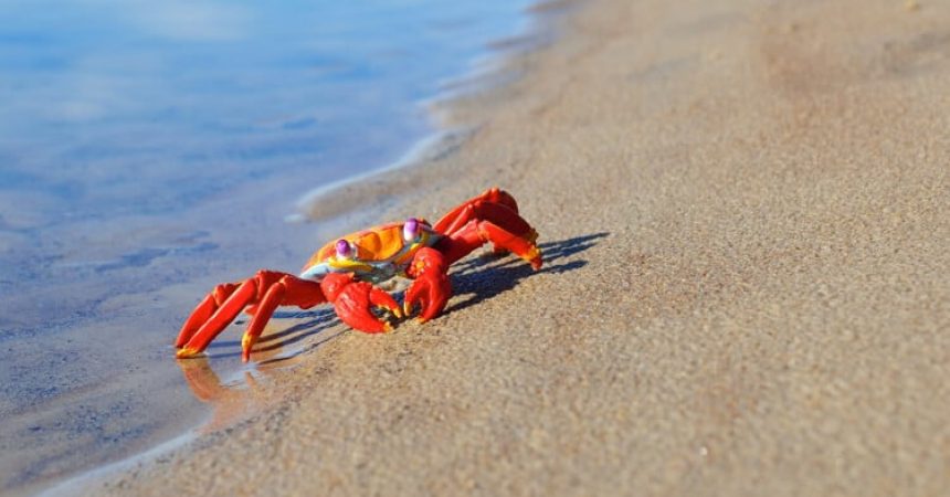 crab beach